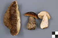 Leccinum snellii image